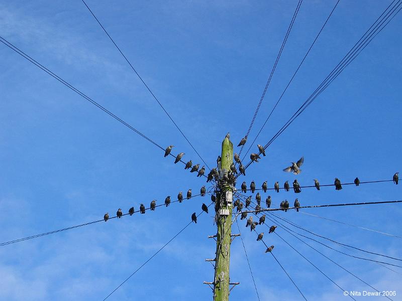 Flock.jpg - "Meeting Point"  - by Nita Dewar. A telegraph pole in the village